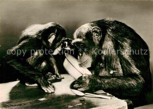Affen Schimpansin Susi mit Gefährtin Tierpark