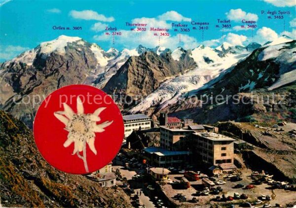 Edelweiss Passo dello Stelvio Stilfserjoch