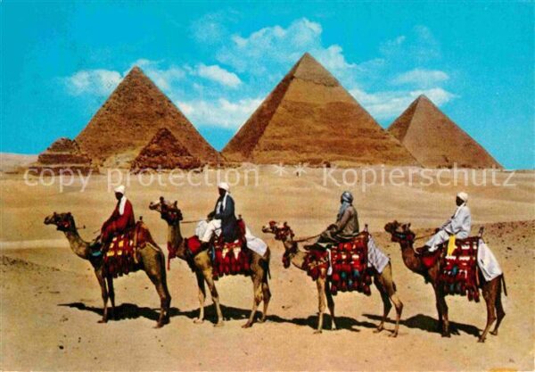 Kamel  Camel Chameau Camel Caravan Giza Pyramids Egypt