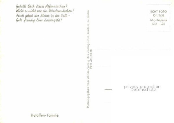 Affen Hutaffen Familie – Bild 2