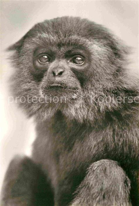 Affen Silbergibbon