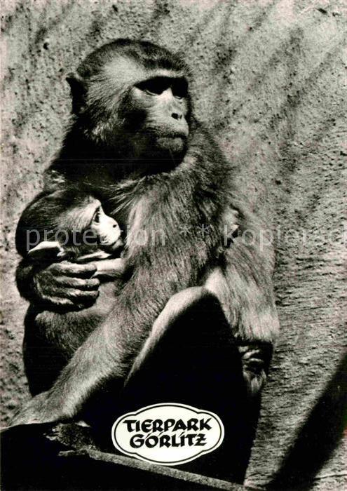 Affen Rhesusäffin mit Kind Tierpark Görlitz