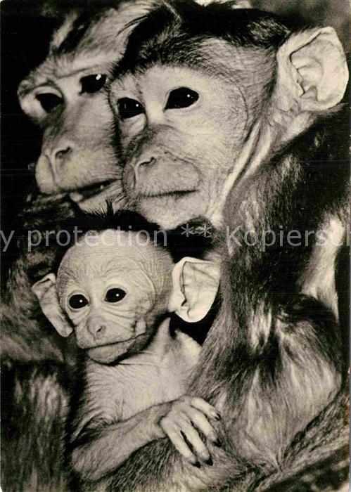 Affen Hutaffen-Familie