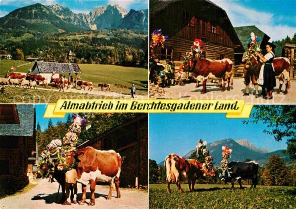 Kuehe Almabtrieb Berchtesgadener Land