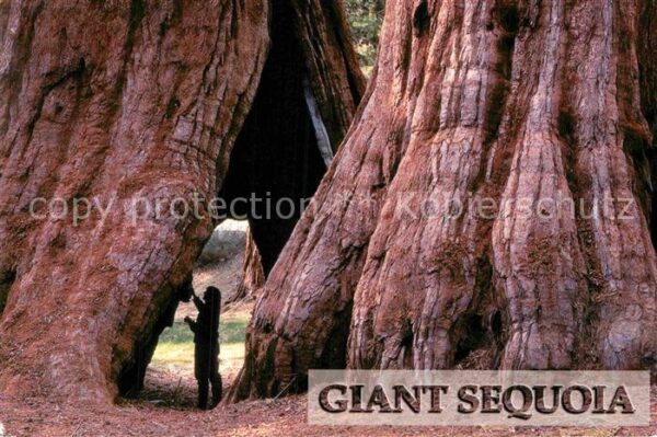 Baeume Trees Giant Sequoia Sierra Nevada Mountains C