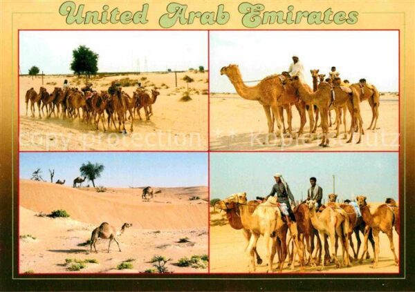 Kamel  Camel Chameau United Arab Emirates