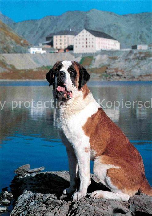 Bernhardiner Col du Grand-Saint-Bernard Chien Barry