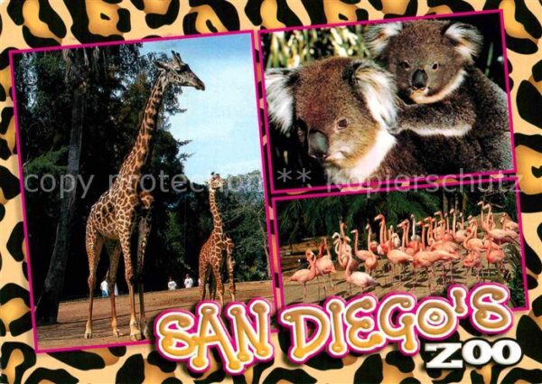 Zoo San Diego California Giraffe Koala Flam