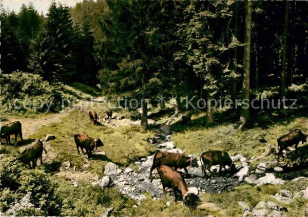 Kuehe St. Andreasberg Damenkapelle beim Fussb