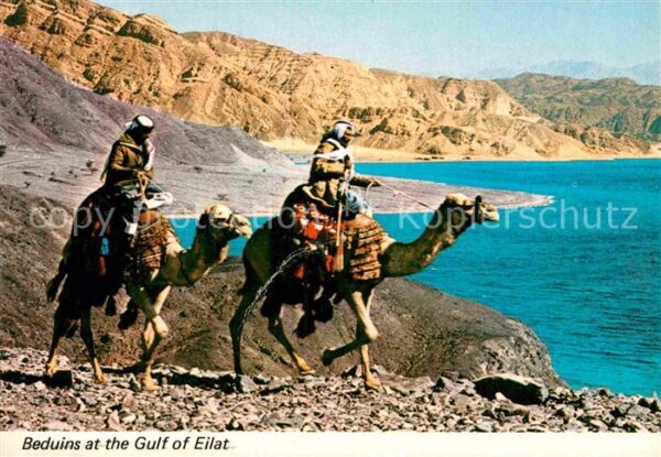 Kamel  Camel Chameau Beduins Gulf of Eilat