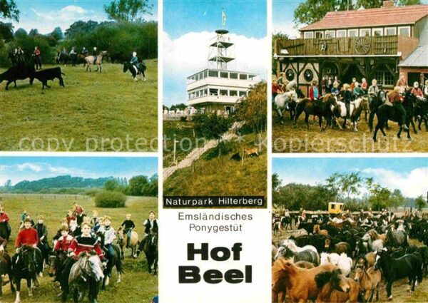 Lathen Hof Beel Emsländisches Ponygestüt Reitz