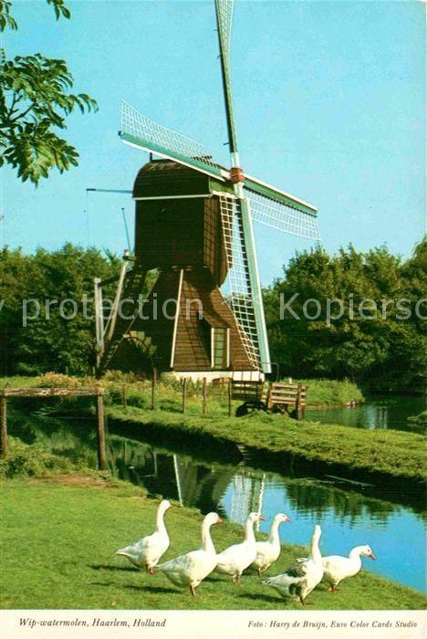 Haarlem Windmühle Gänse