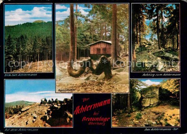 Braunlage Der Achtermann Kamelfichte