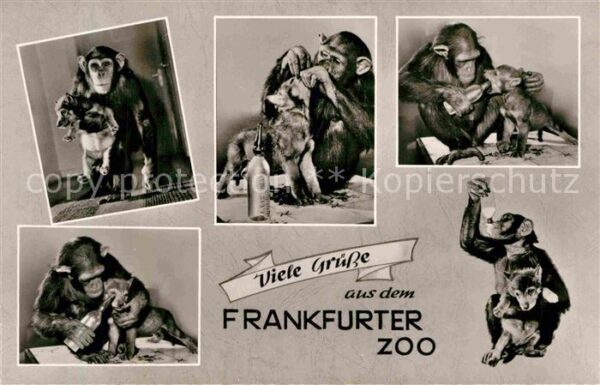 Affen Hund Zoo Frankfurt