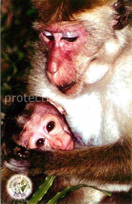 Affen Indischer Hutaffe Zoo Kiew