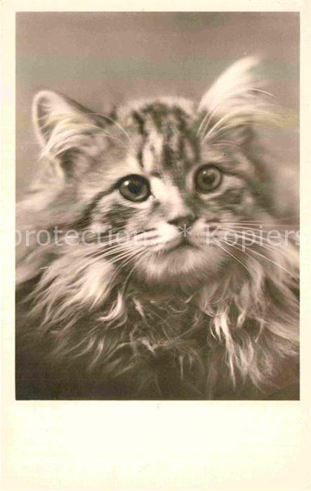Katzen Foto-Amag-Nr. 67507/2