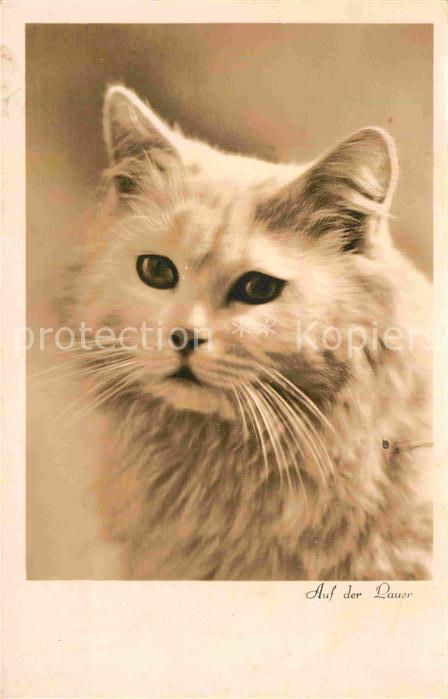 Katzen Foto-Amag-Nr. 67507/3