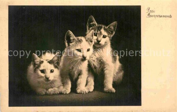 Katzen Drei Temperamente Foto-PH-Nr. 778