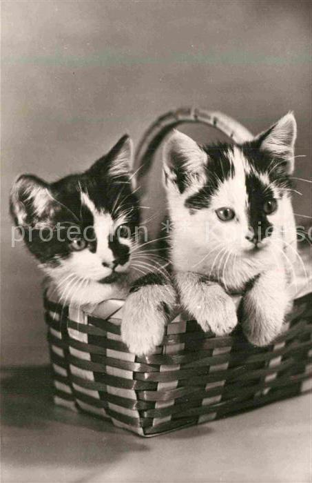Katzen