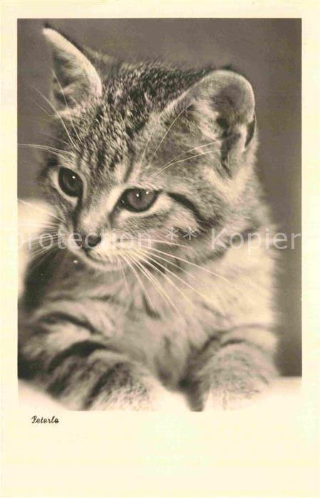Katzen
