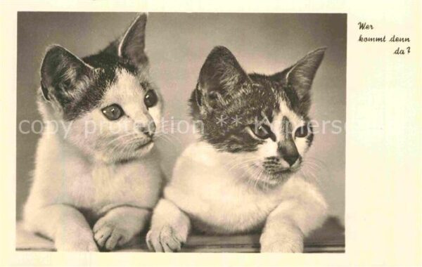 Katzen