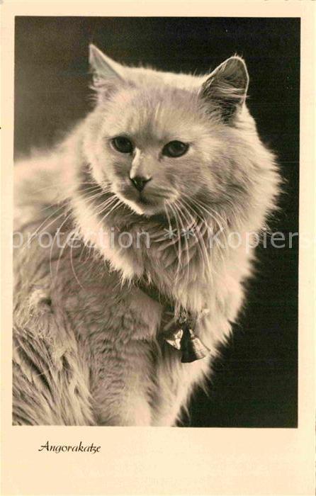 Katzen Angorakatze