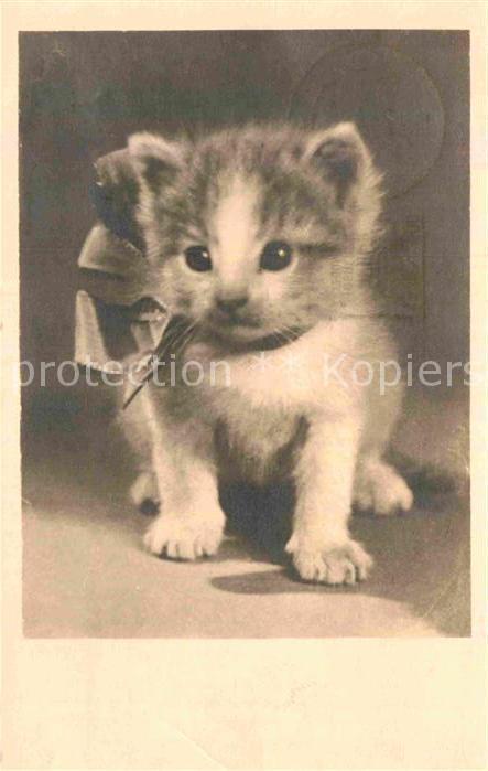 Katzen