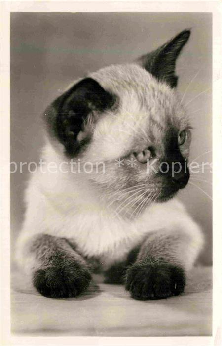 Katzen