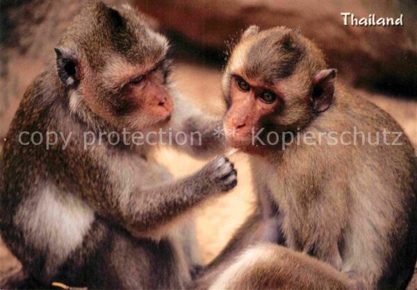 Affen Thai Monkeys Thailand