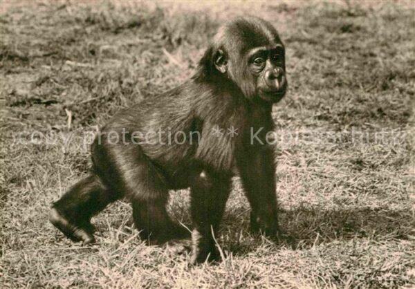 Affen Junger Gorilla