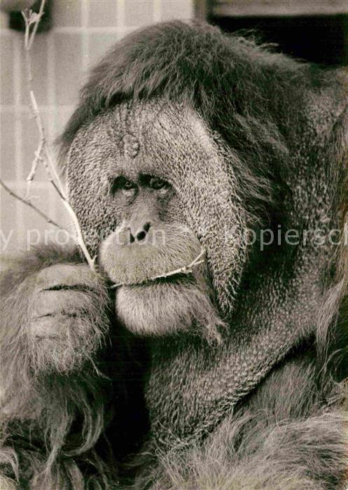 Affen Orang-Utan