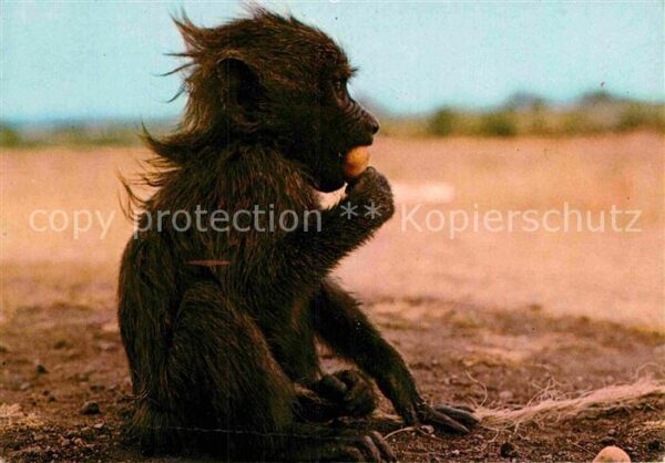 Affen Baby Baboon