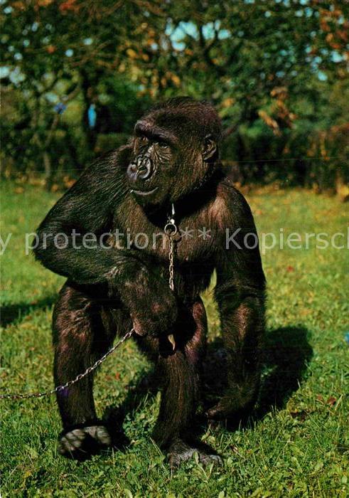 Affen Gorilla