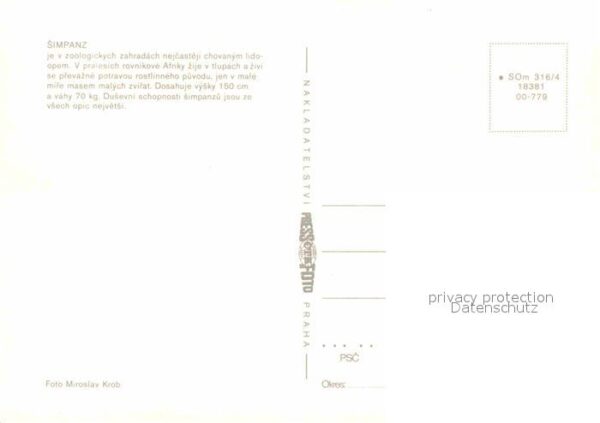 Affen Schimpansen – Bild 2