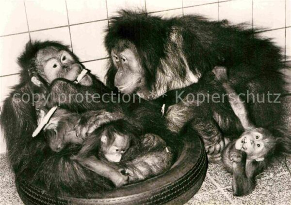 Affen Orang-Utan-Mütter mit Jungtieren Zoo Dr