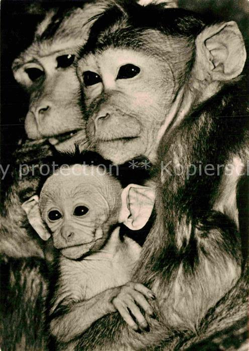 Affen Hutaffen-Familie