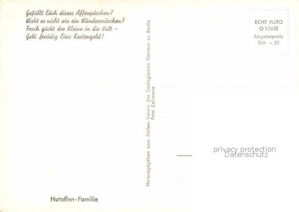 Affen Hutaffen-Familie – Bild 2