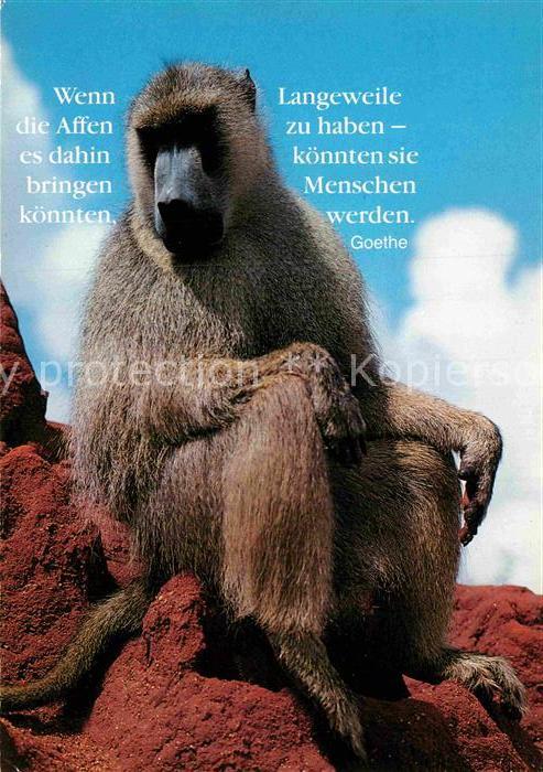 Affen Goethe