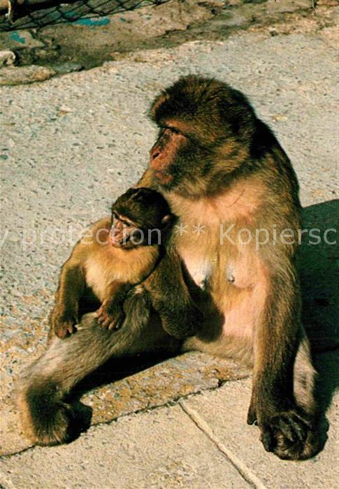 Affen Gibraltar