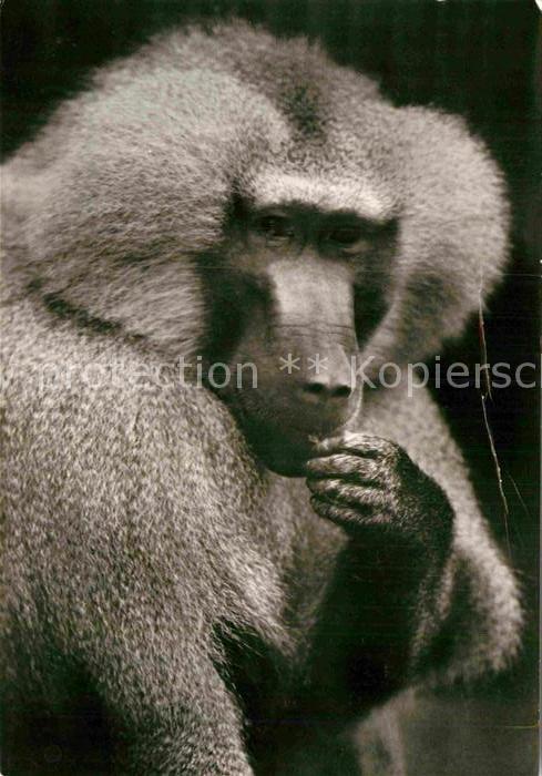 Affen Pavian Tierpark Görlitz
