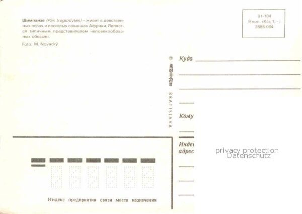 Affen Schimpanse Russland – Bild 2
