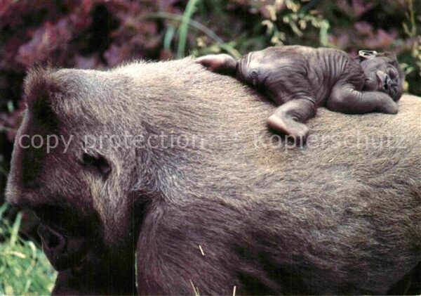 Affen Lowland Gorilla Baby