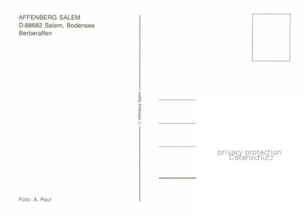 Affen Berberaffen Affenberg Salem Bodensee – Bild 2