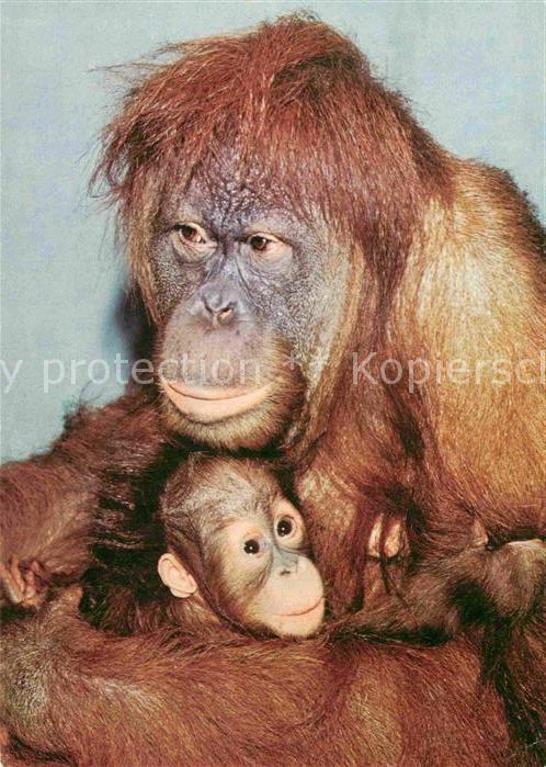 Affen Orang-Utan