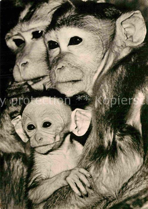 Affen Hutaffen-Familie
