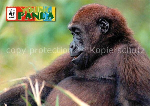 Affen Gorilla Afrika WWF Young Panda