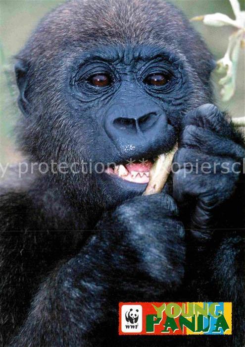 Affen Gorilla Afrika WWF Young Panda