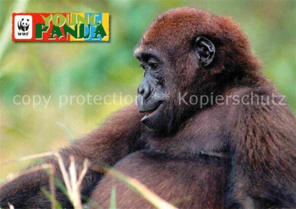 Affen Gorilla Afrika WWF Young Panda