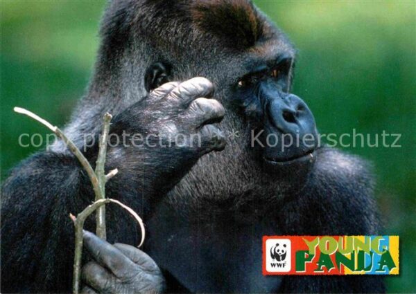 Affen Gorilla Afrika WWF Young Panda