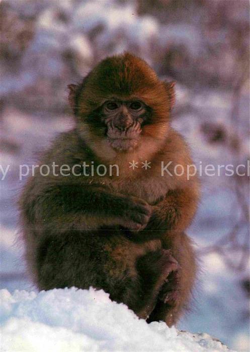 Affen Berberaffe Affenberg Salem Bodensee